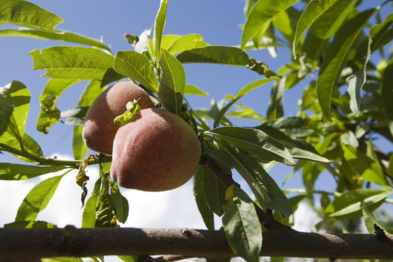Melocotones en la finca de Casa del Melchor