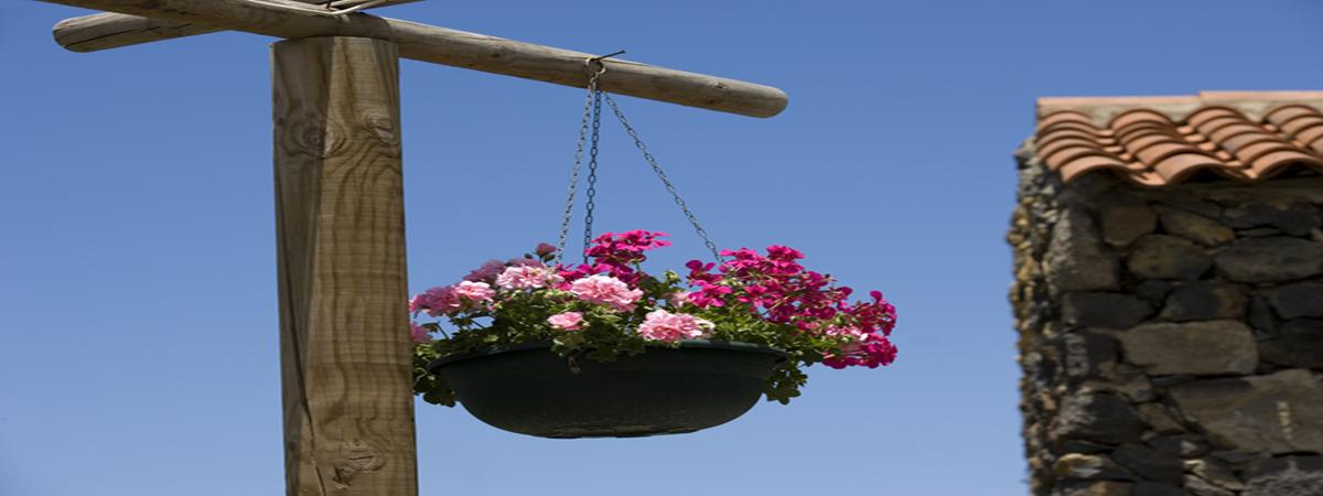 Maceta de flores en el patio